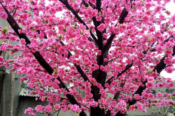 春季桃树打什么药预防虫害