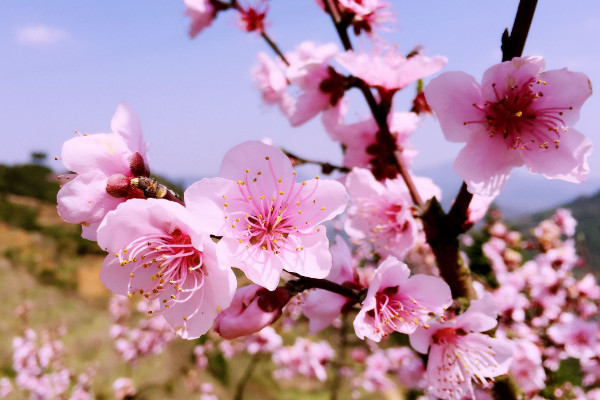 春季桃树打什么药预防虫害