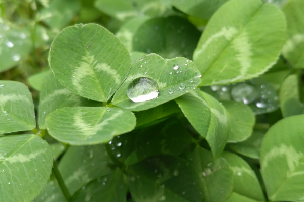三叶草的养殖方法和注意事项,阴雨天做好防涝措施