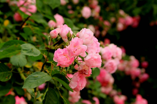 蔷薇花怎么种植，播种时间选择春秋两季为宜