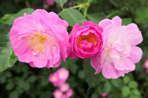 蔷薇花怎么种植，播种时间选择春秋两季为宜