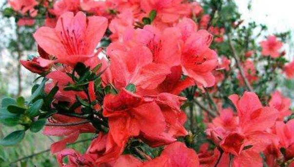杜鹃花干叶落叶怎么办,控制光照并补充水分