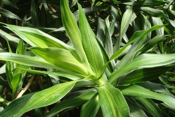 百合竹的养殖方法和注意事项，不可缺少光线照射