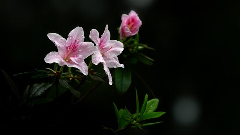 杜鹃花怎么修剪