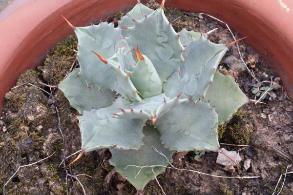 多肉植物温度低冻伤处理方法，及时修剪尽快增温