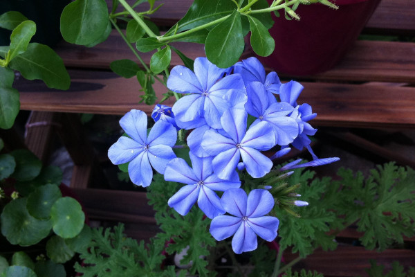 蓝雪花多久浇一次水,根据季节变化和生长情况调整