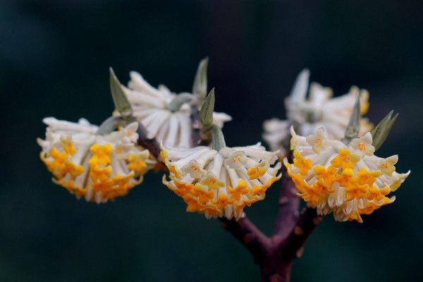 结香花什么时候开花,每年3~4月份开放