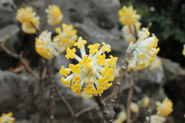 结香花什么时候开花,每年3~4月份开放
