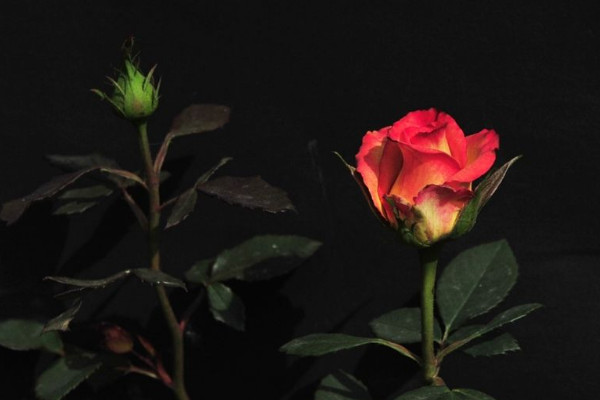 圣诞节送什么花,玫瑰花/圣诞百合/勿忘我/康乃馨