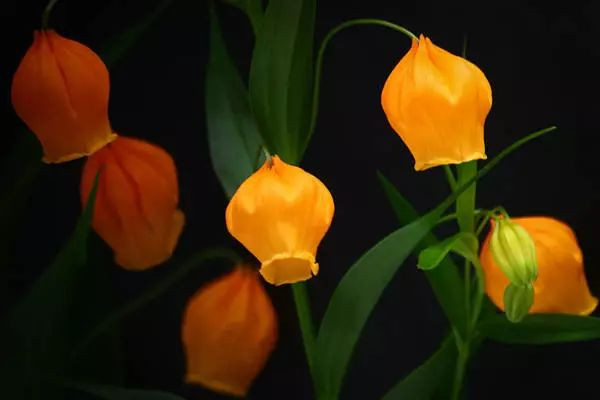 圣诞节送什么花,玫瑰花/圣诞百合/勿忘我/康乃馨