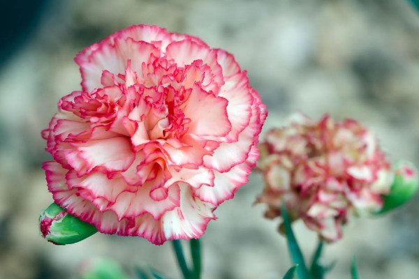 圣诞节送什么花,玫瑰花/圣诞百合/勿忘我/康乃馨