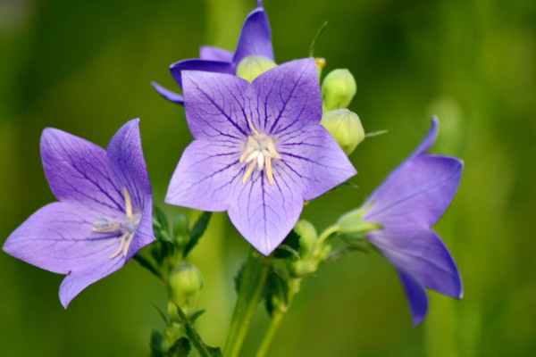 适合春节摆放的鲜花，腊梅花/桔梗花/蝴蝶兰/剑兰等