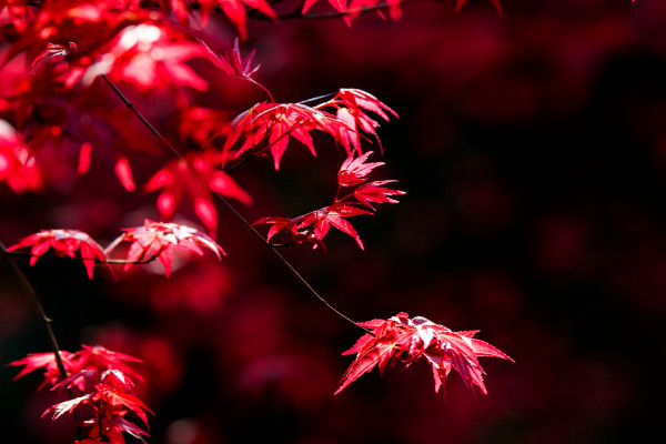 红枫开花吗