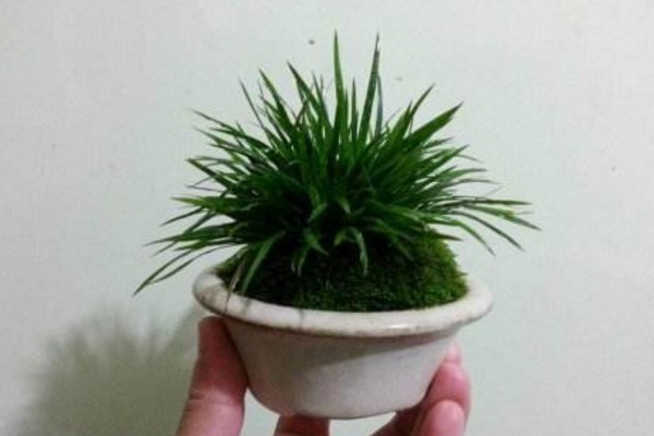 金钱菖蒲的养殖方法,做好以下4点是关键