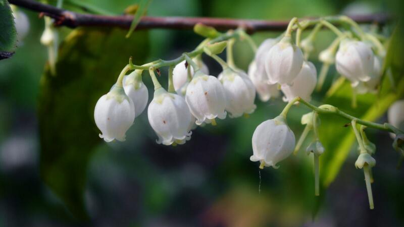 铃兰花语