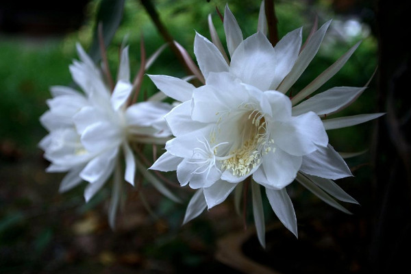 昙花如何养殖,土壤要富含腐殖质营养