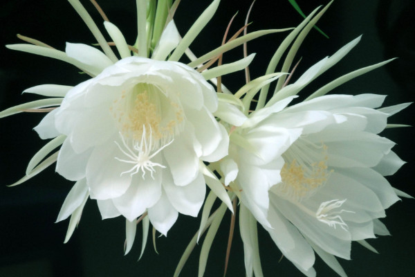 昙花如何养殖,土壤要富含腐殖质营养
