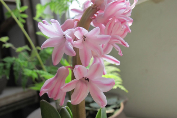 风信子开完花后怎么处理,包裹冷藏来年焕活复花