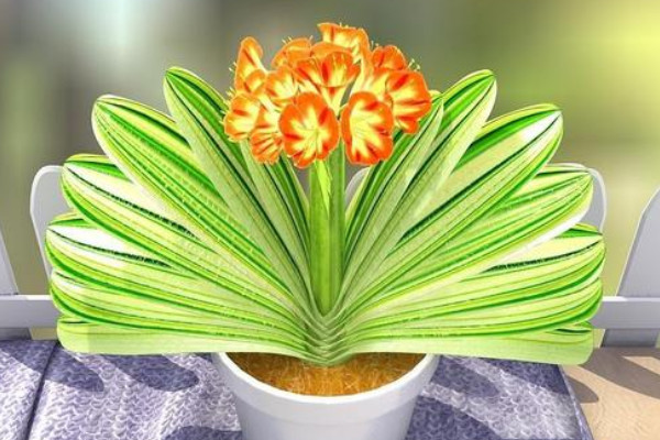 君子兰浇水的正确方法,秉承干燥就浇的灌溉原则