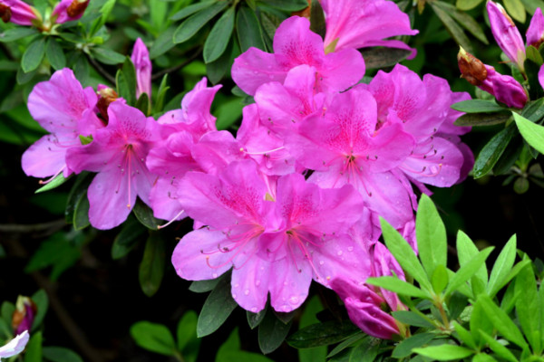 春天开的常见的花,迎春花/桃花/杜鹃花/春兰等