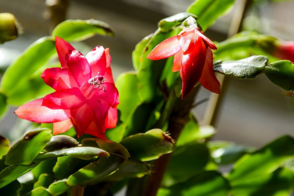 阿斯匹林适合浇什么花，玫瑰花/蟹爪兰/栀子花等