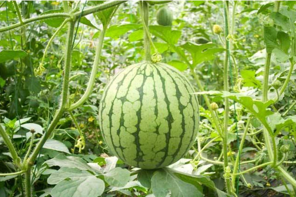 西瓜的种植技术,可以通过以下4步进行