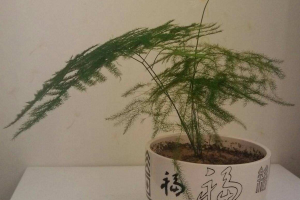 文竹怎么养