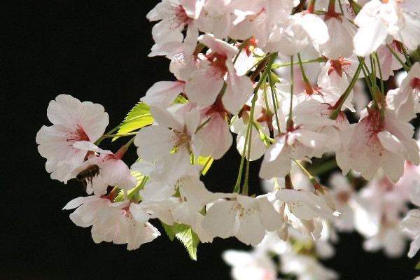 樱花适合在哪里种植，温带或亚热带地区气候最适宜