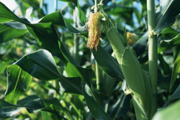玉米靠什么传播种子，通过风、动物、人进行传播