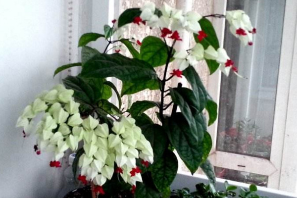 龙吐珠花怎么养,保证充足的光照以及合理肥水