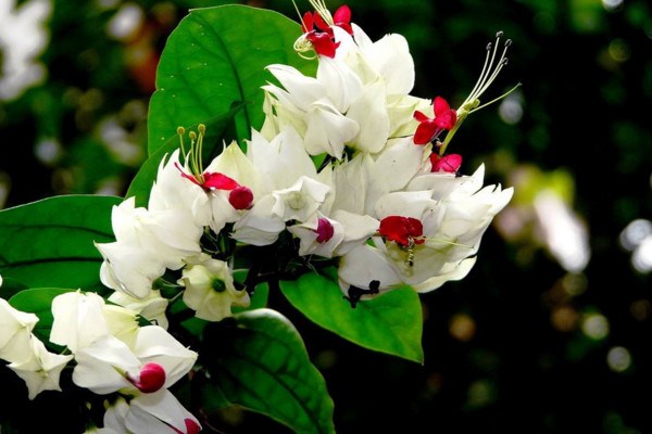 龙吐珠花怎么养,保证充足的光照以及合理肥水