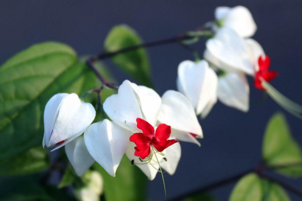 龙吐珠花怎么养,保证充足的光照以及合理肥水