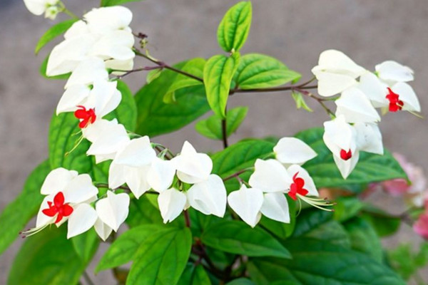 龙吐珠花怎么养,保证充足的光照以及合理肥水