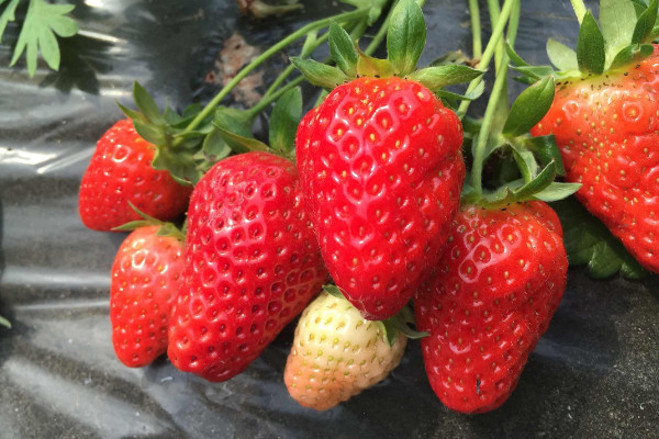 草莓种子种植方法,先浸泡催芽再上盆栽植