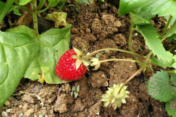 草莓移植后咋样管理