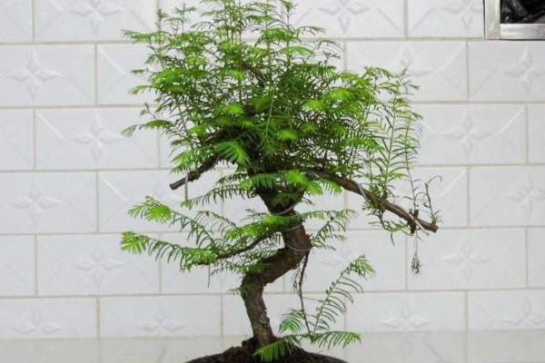 水杉怎么养,保证光照充足并控制好环境温度