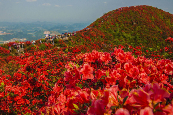 云雾山杜鹃花什么时候开