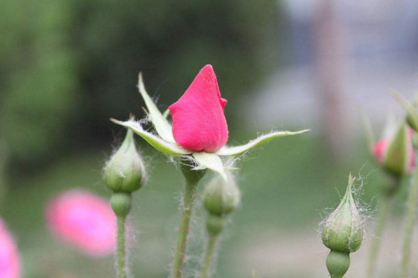 月季掉花苞是什么原因