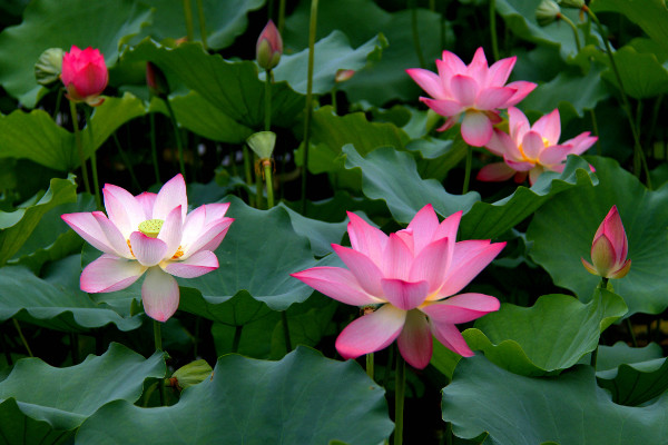 荷花什么时候开,夏季6~9月绽放