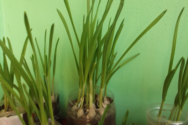 室内蒜黄的种植方法,在低温季节播种成活率较高