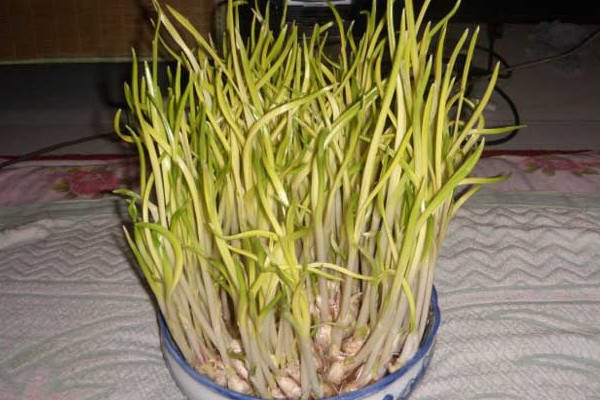 室内蒜黄的种植方法,在低温季节播种成活率较高
