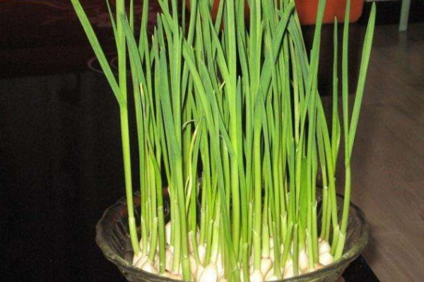 室内蒜黄的种植方法,在低温季节播种成活率较高