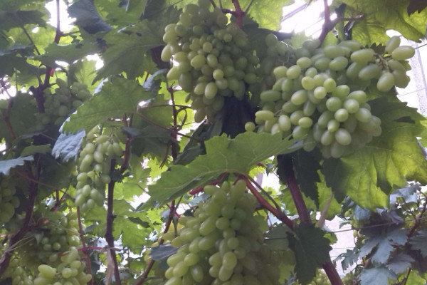 葡萄苗什么时候种植好,建议在秋季就播种