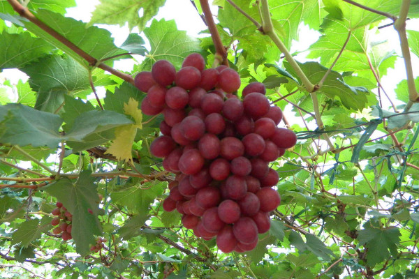 葡萄苗什么时候种植好,建议在秋季就播种