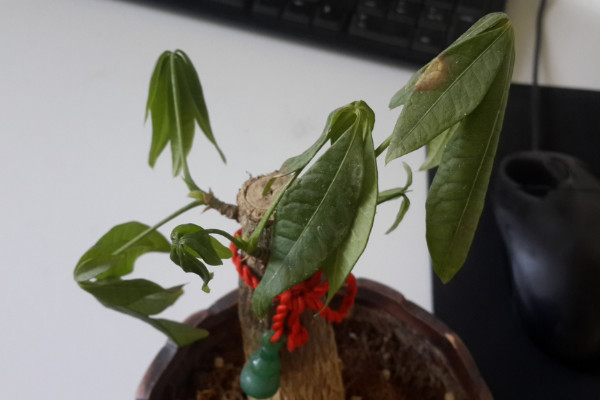 怎样治疗发财树树干发皱,更换盆土/补充水分等