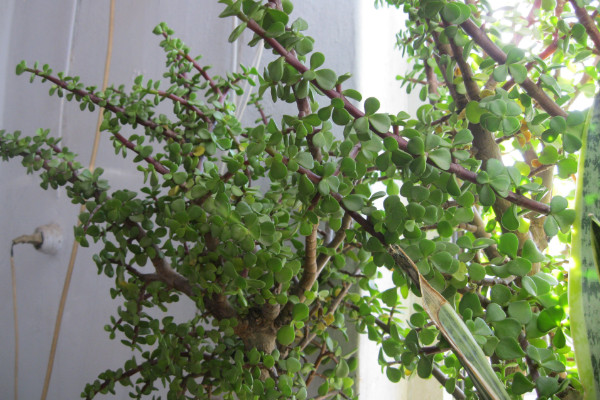 马齿苋树怎么修剪,春秋两季修剪最为合适