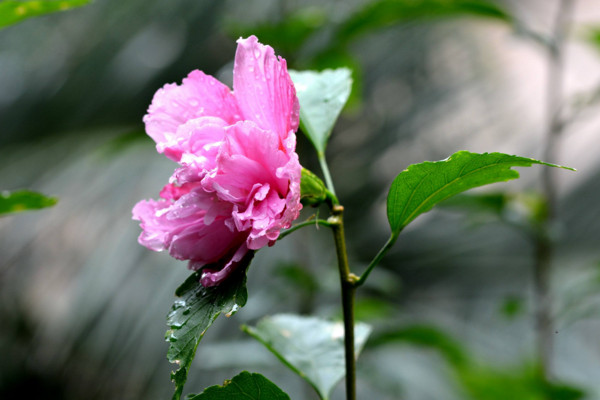 芙蓉花是荷花吗