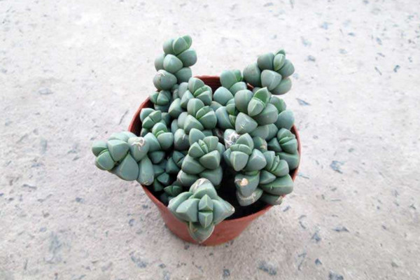 怎么养多肉植物长得快,保证光照充足是关键