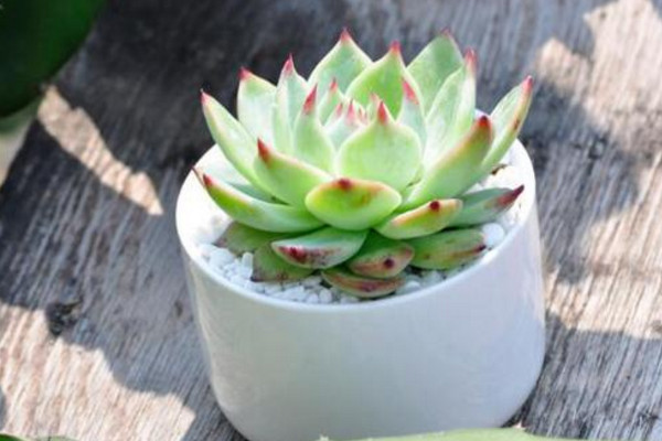 怎么养多肉植物长得快,保证光照充足是关键