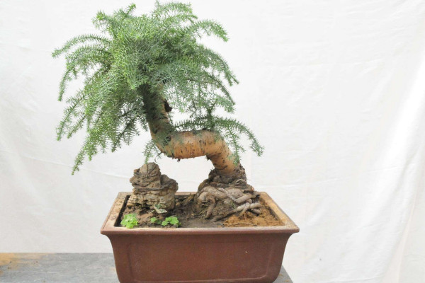 澳洲杉如何打弯造型,要从茎干入手操作